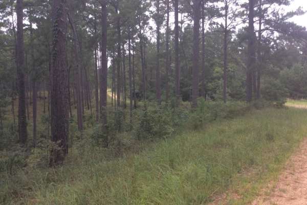HCNF Swayze Trace Trail