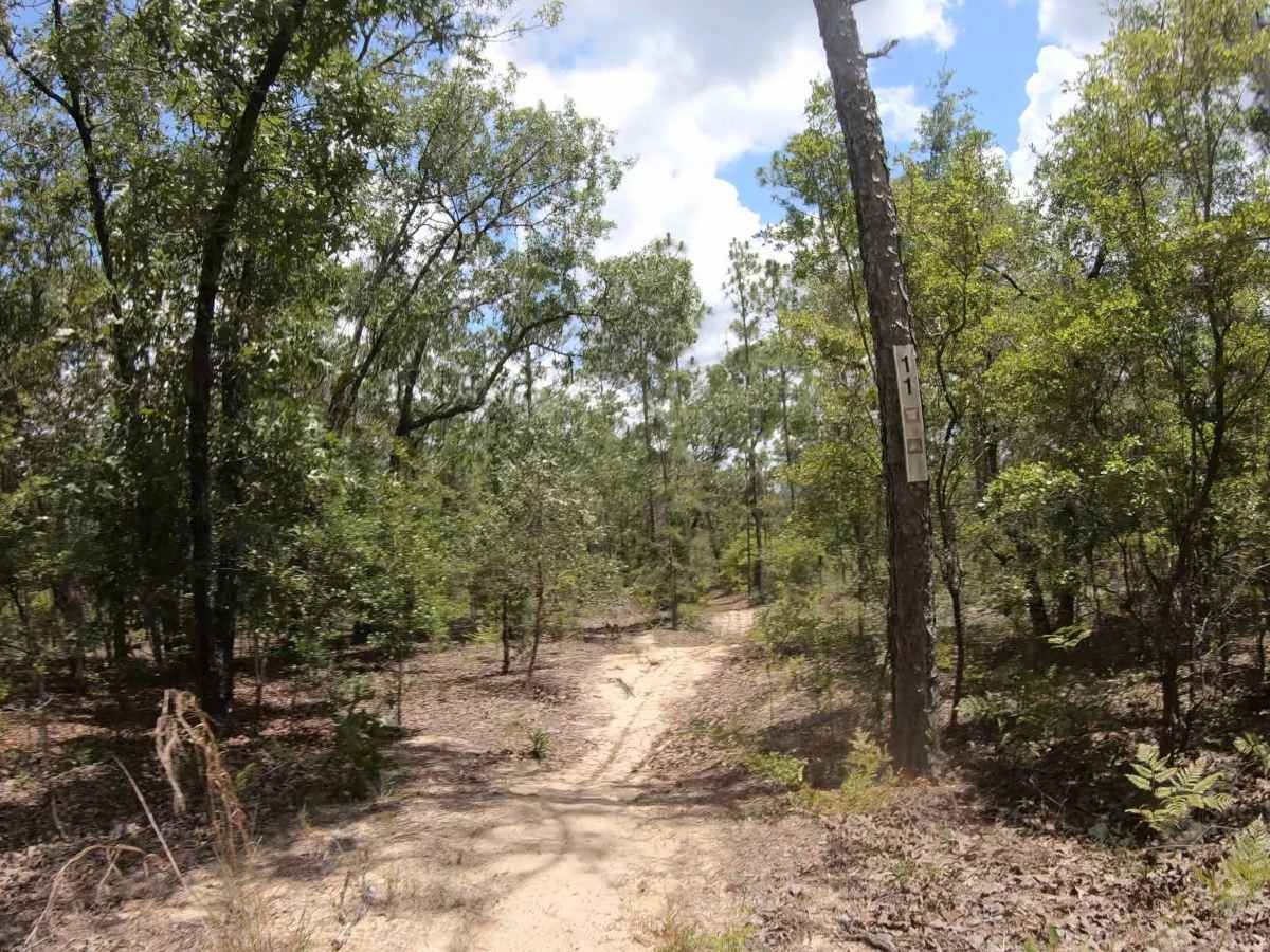 FS 11 trail photo