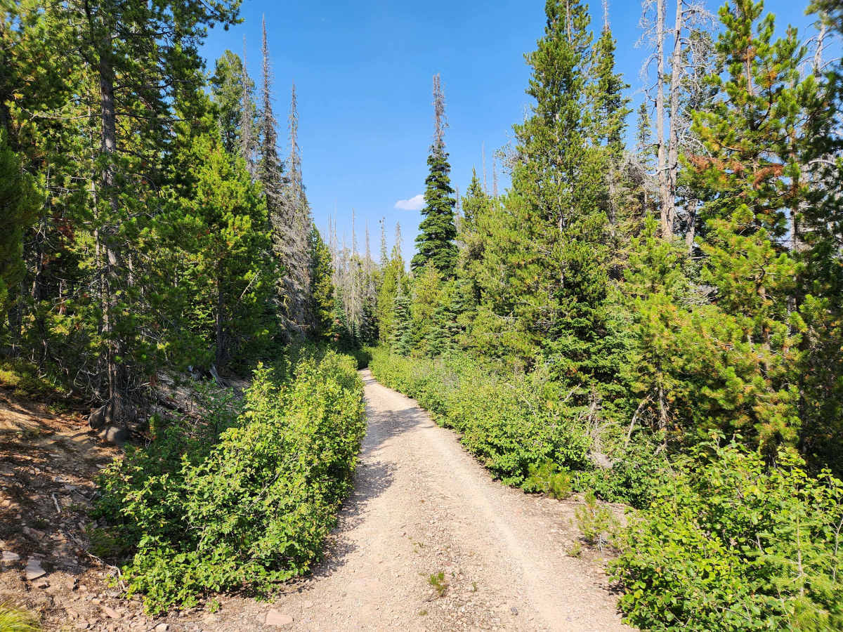 Emerine Trail photo 6