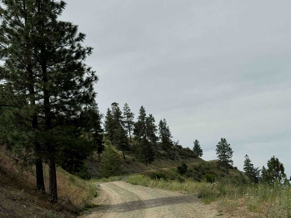 Joe Creek Road - FS 8210 photo 3