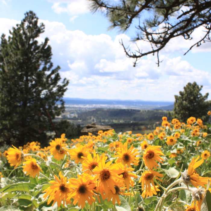 Near Antoine's and Canfield summit gulch