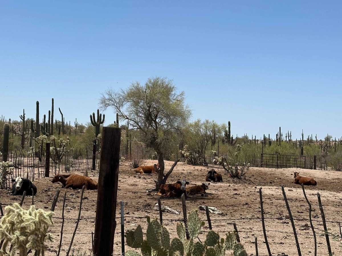 Whitlow Ranch Road photo 6