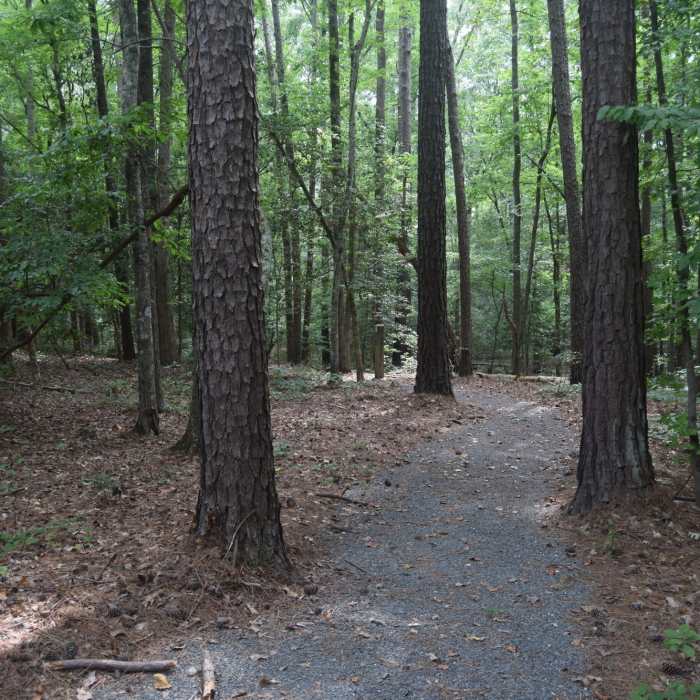 View of the surrounding forest from the Talking Tree Trail. Near Low Lands Trail