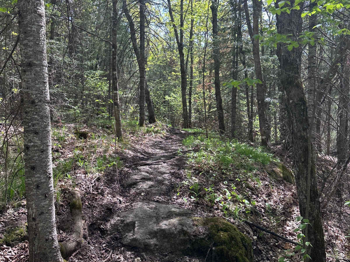 Moose Knuckle Ridge (M25 Section 3) photo 6