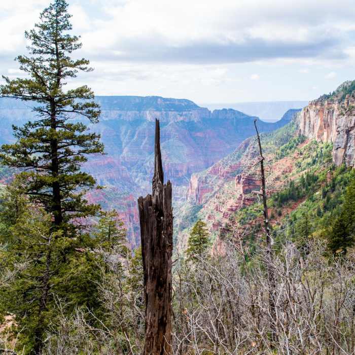 Near North Kaibab Trail to Roaring Springs