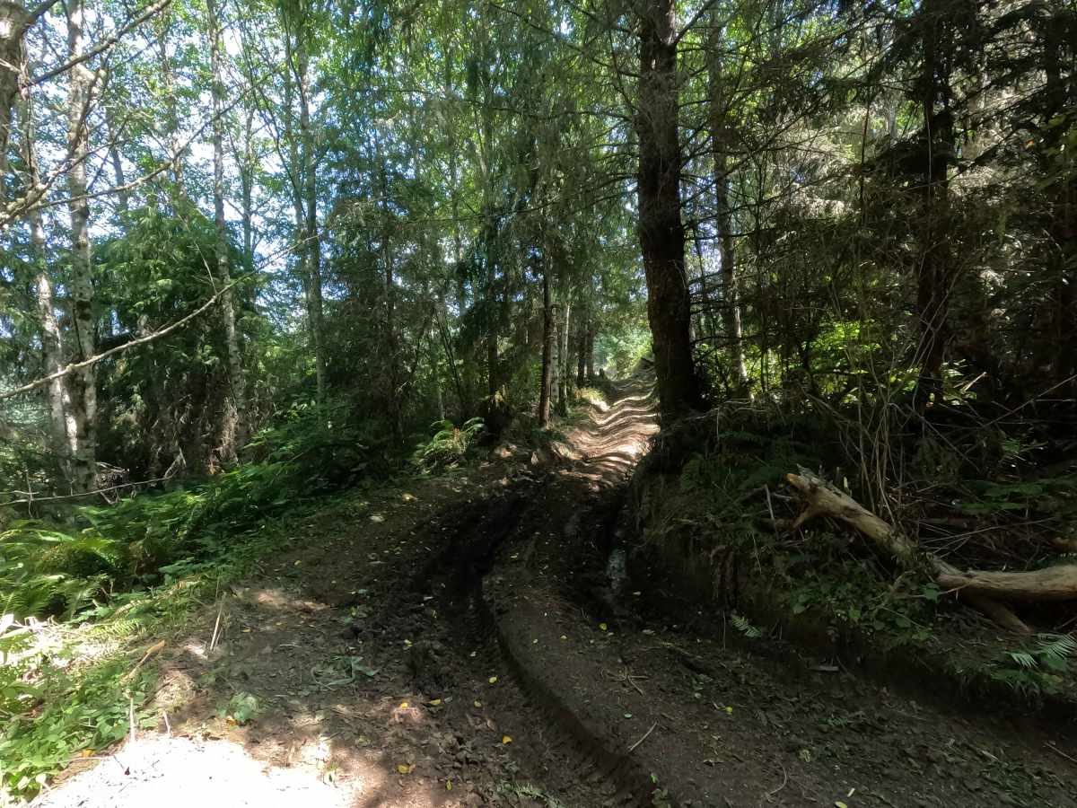 Sinker Swamp photo 5