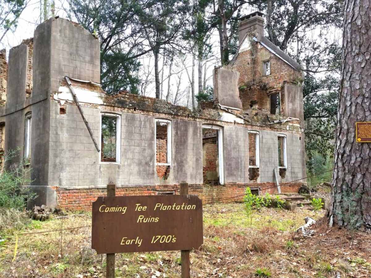 Swamp Fox 1 photo 6