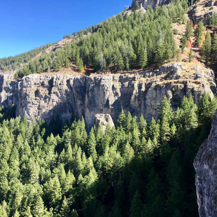 Rock and Pine Near Crimson Trail