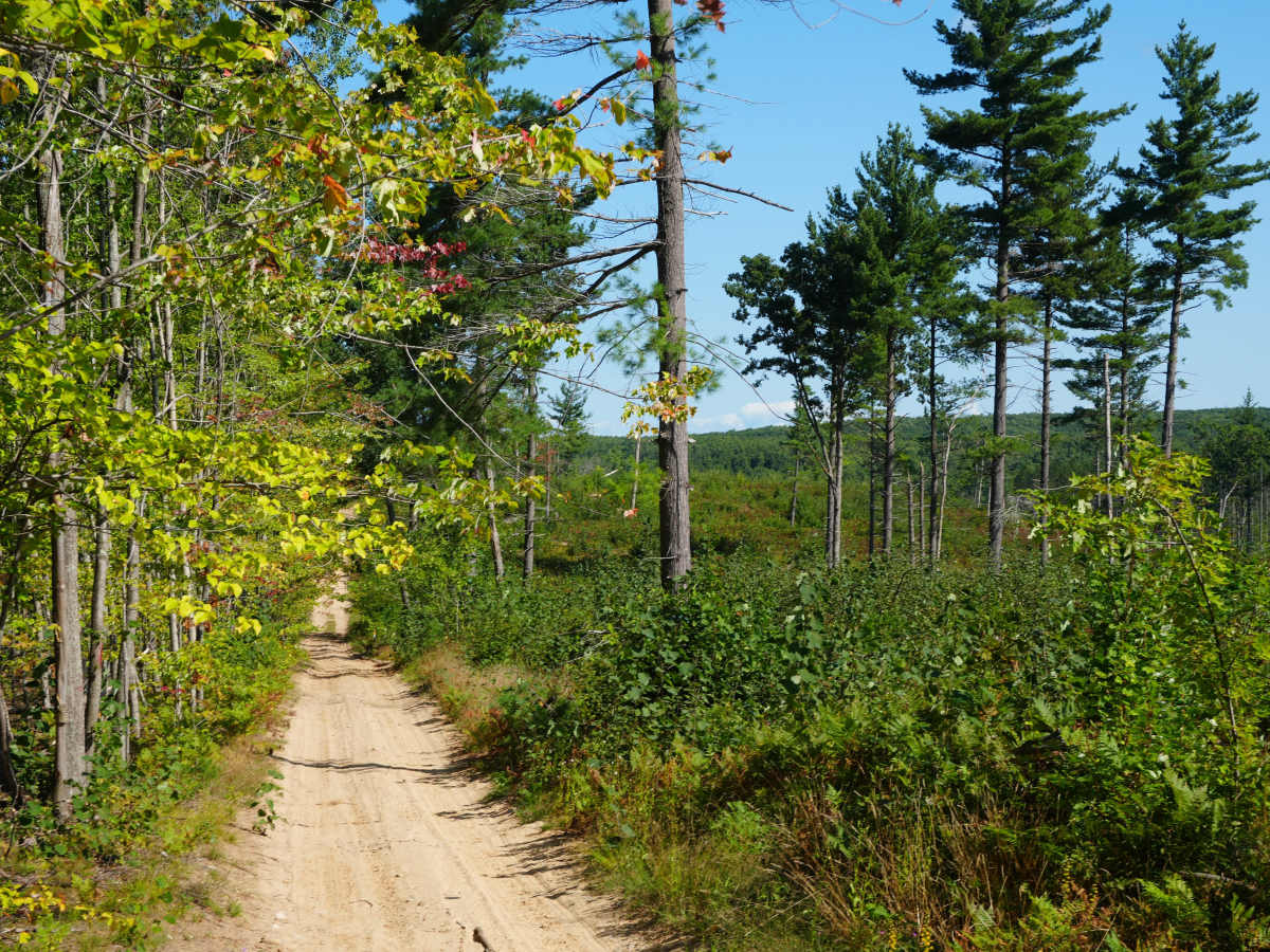 Woods Road trail photo