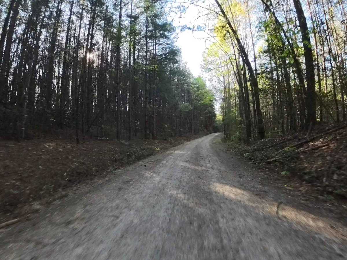 Forest Route 768 photo 6