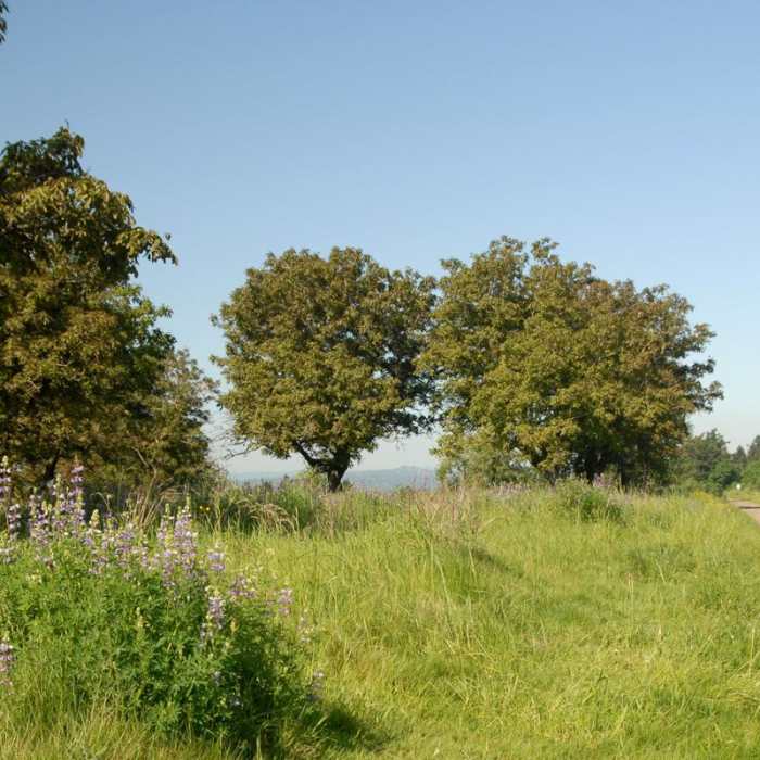 Near Powell Butte Nature Park, Pioneer Orchard Trail