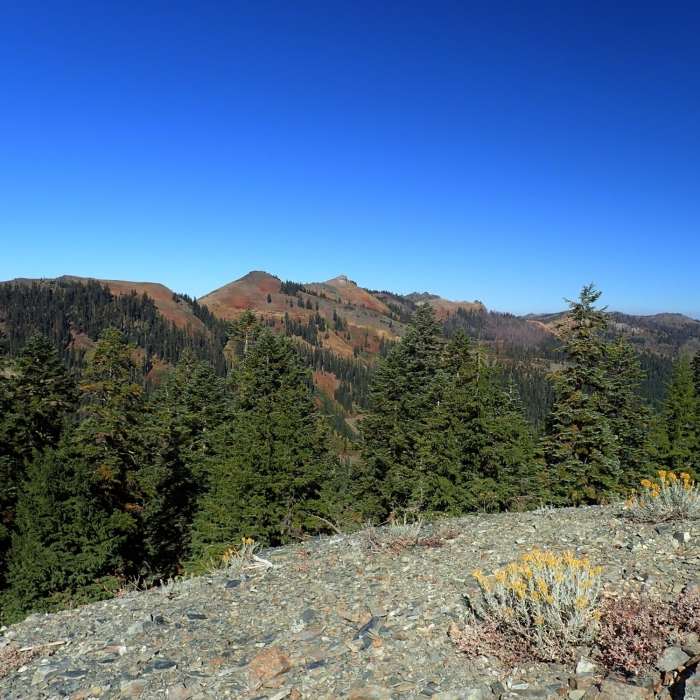 Near Box Camp Trail #5533