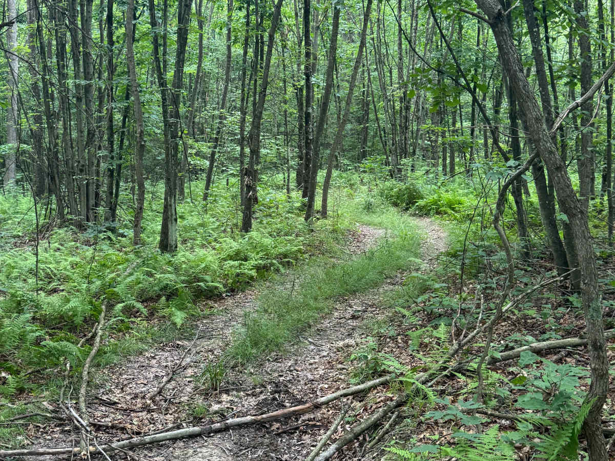 Trail 85 photo 3