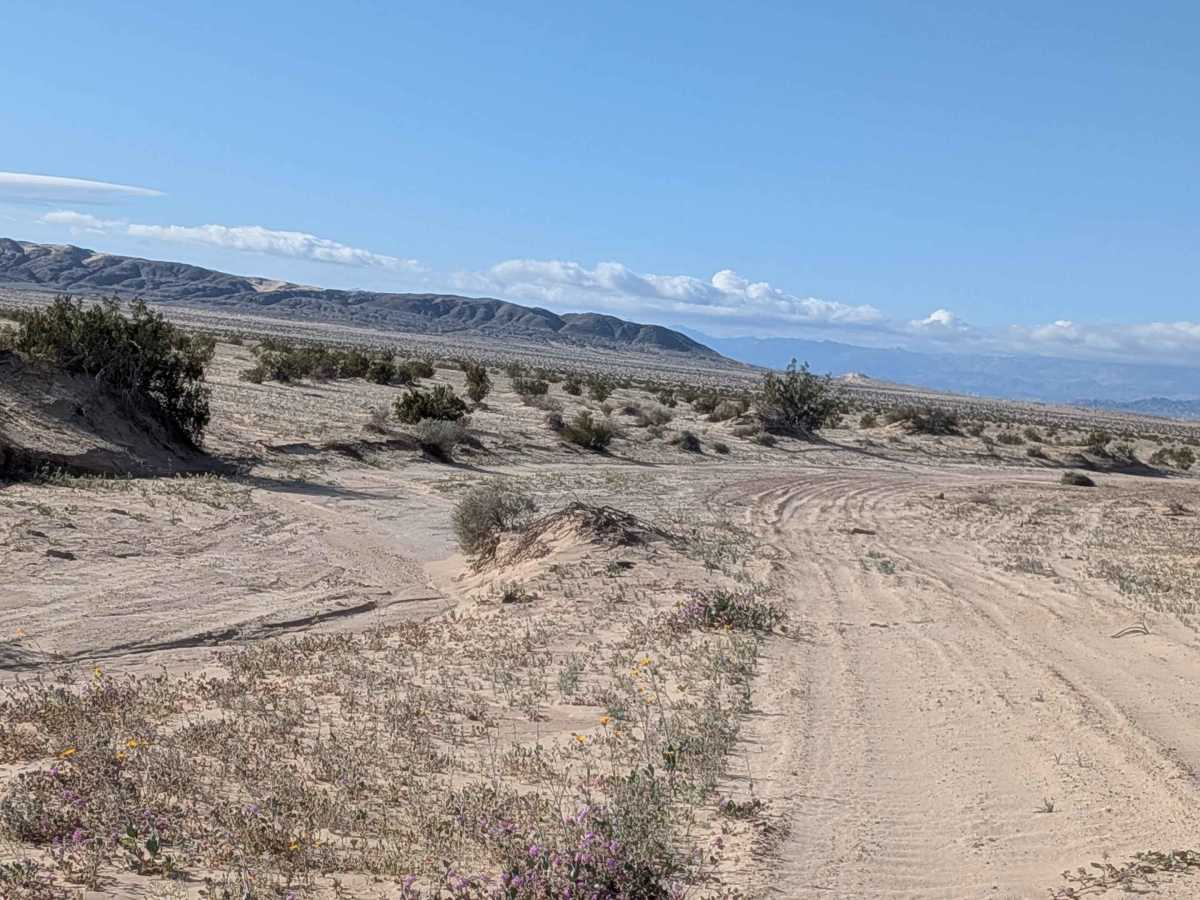 BLM 310 photo 6
