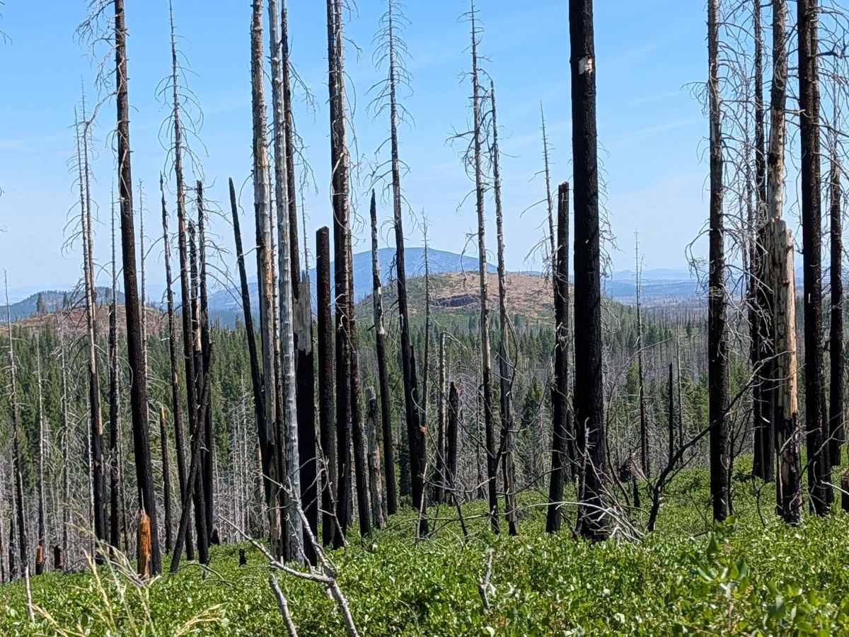 Tamarack Tile - FS 47N49 photo 5