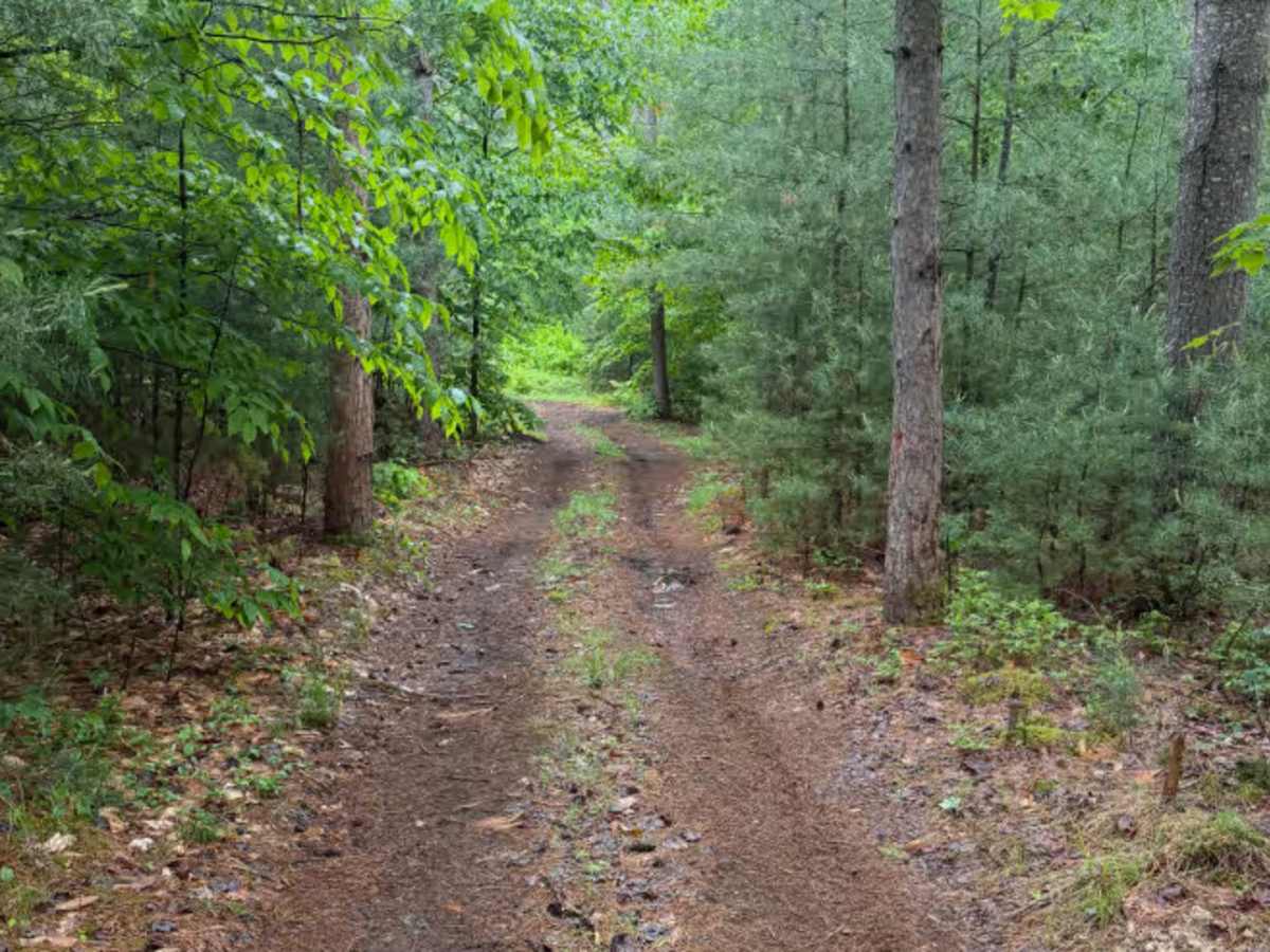 Wildcat Road Green Trail Loop photo 3