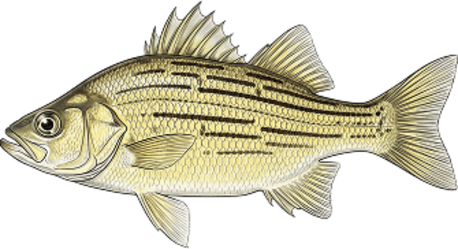 Yellow Bass