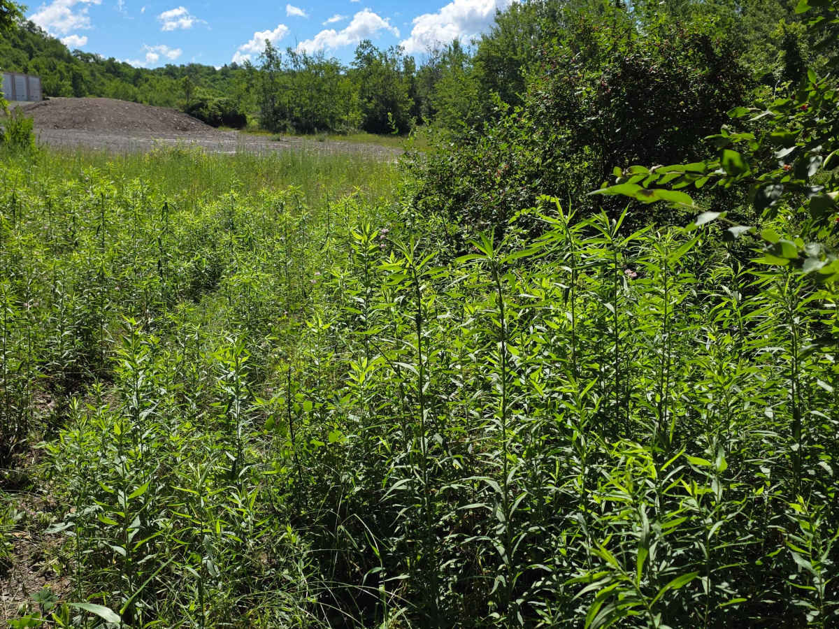 Single Track V photo 4