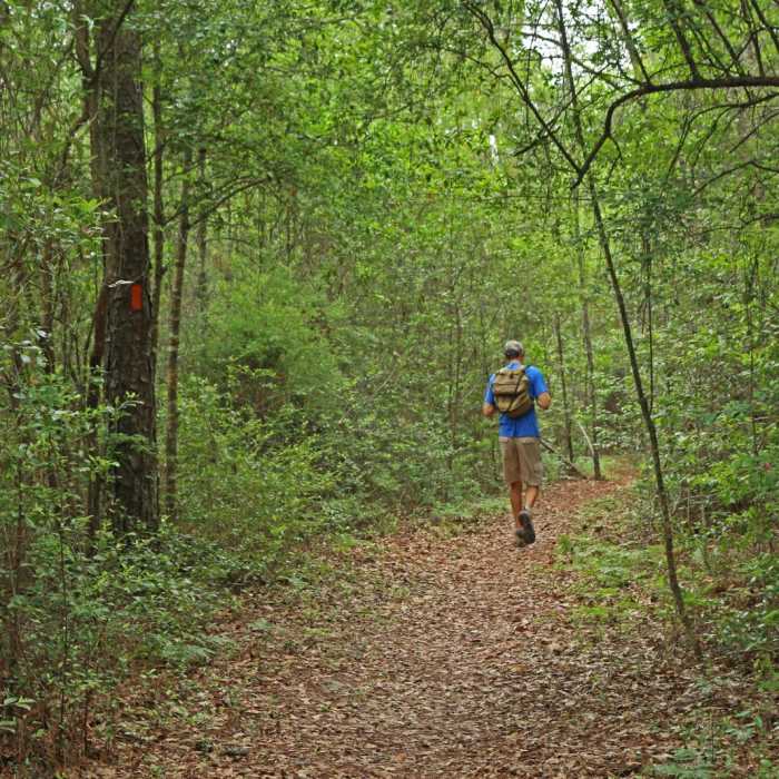 Near Florida National Scenic Trail