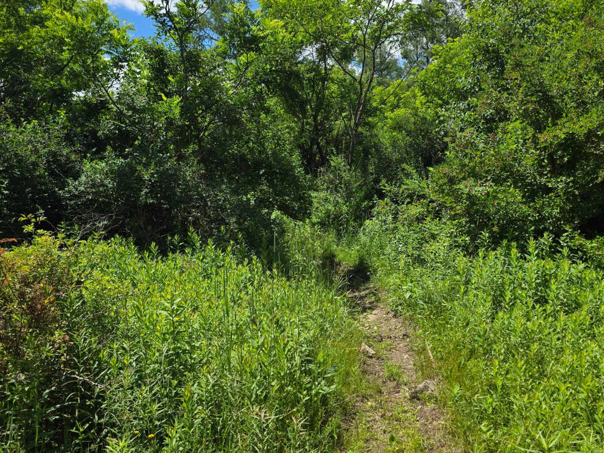 Single Track MM photo 4