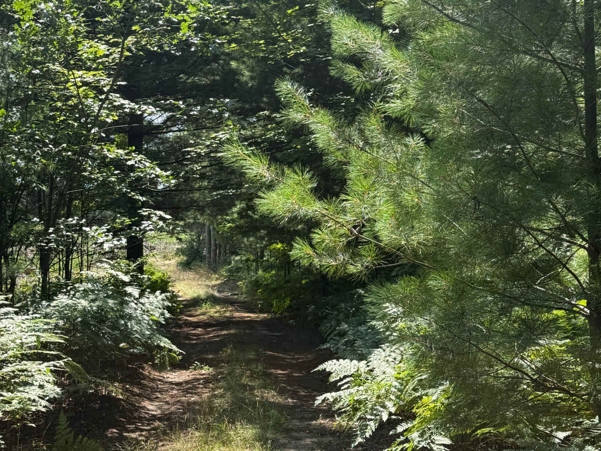 3CT Trail photo 4