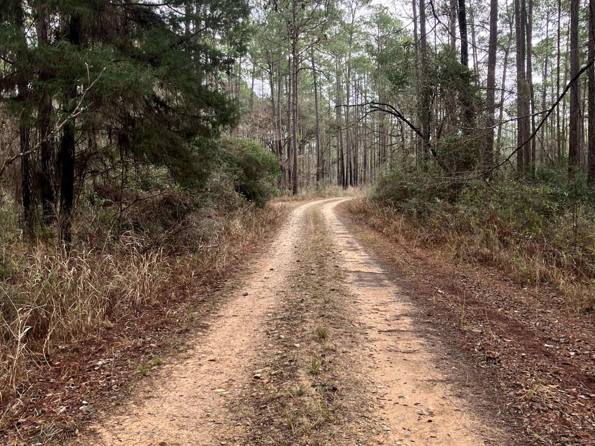 FS 337 trail photo