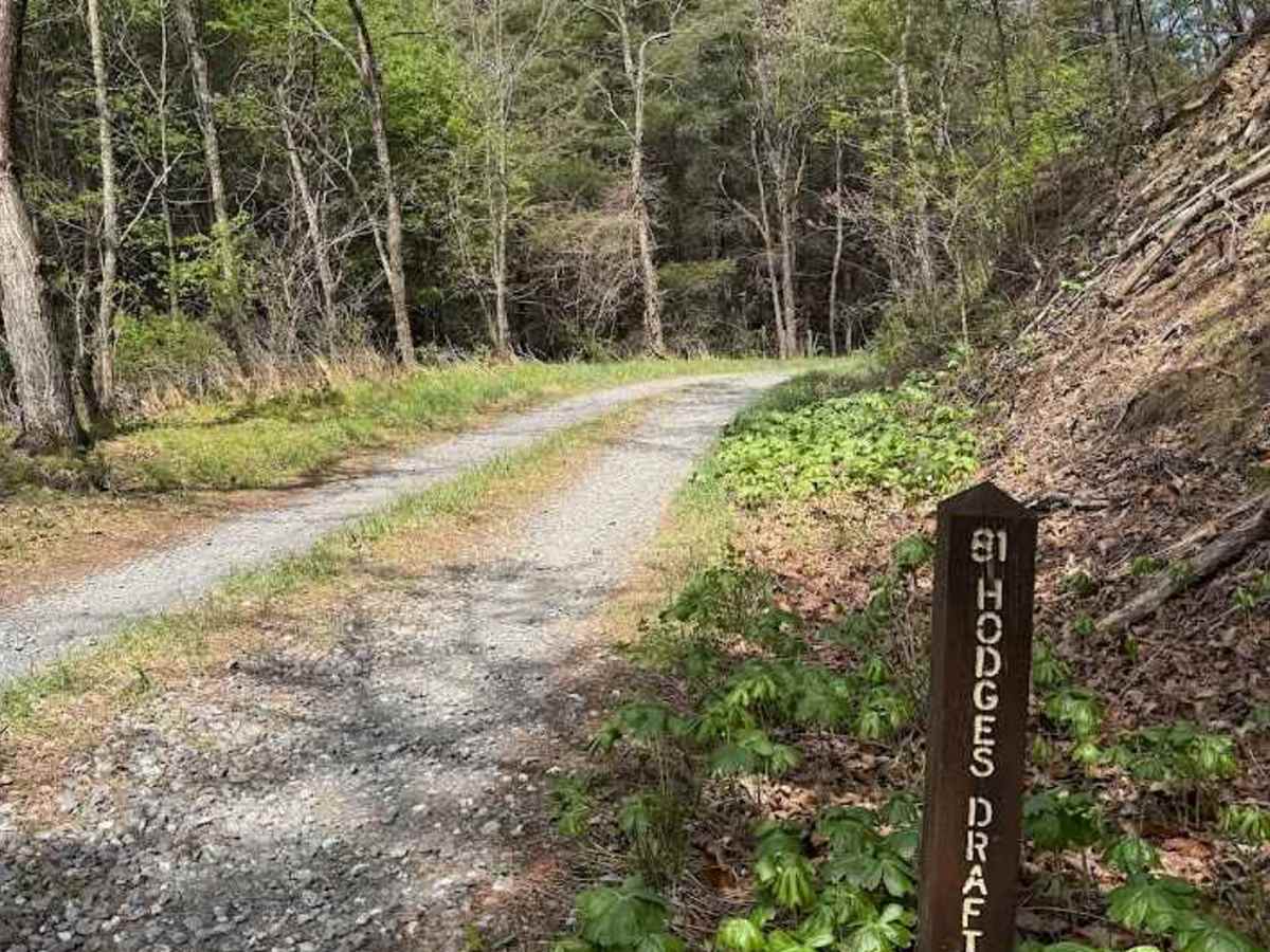 Hodges Draft trail photo