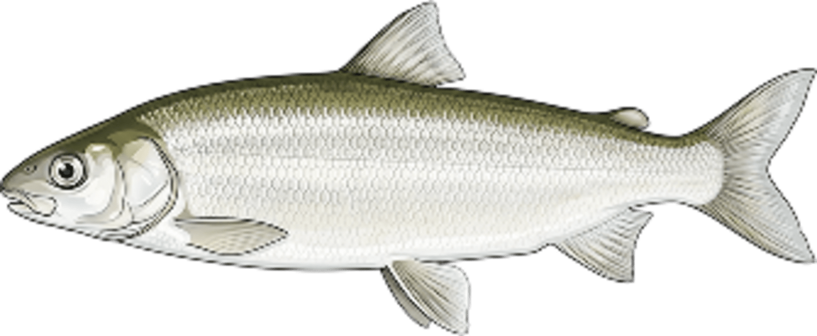 Whitefish