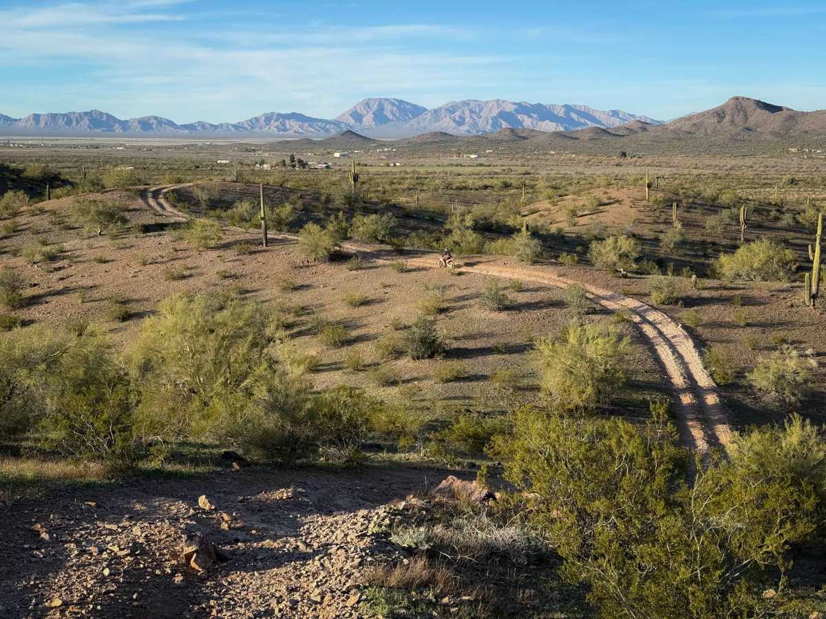 Ocotillo photo 3