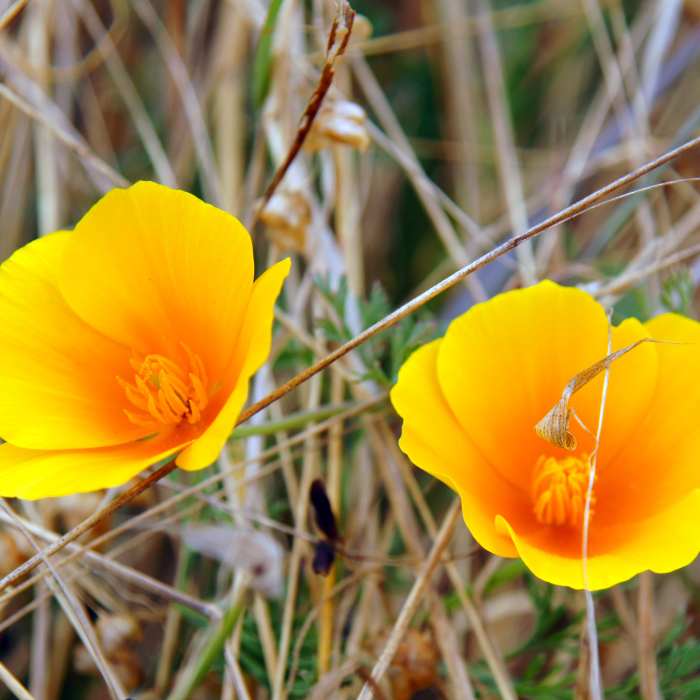 Near Earthquake Trail