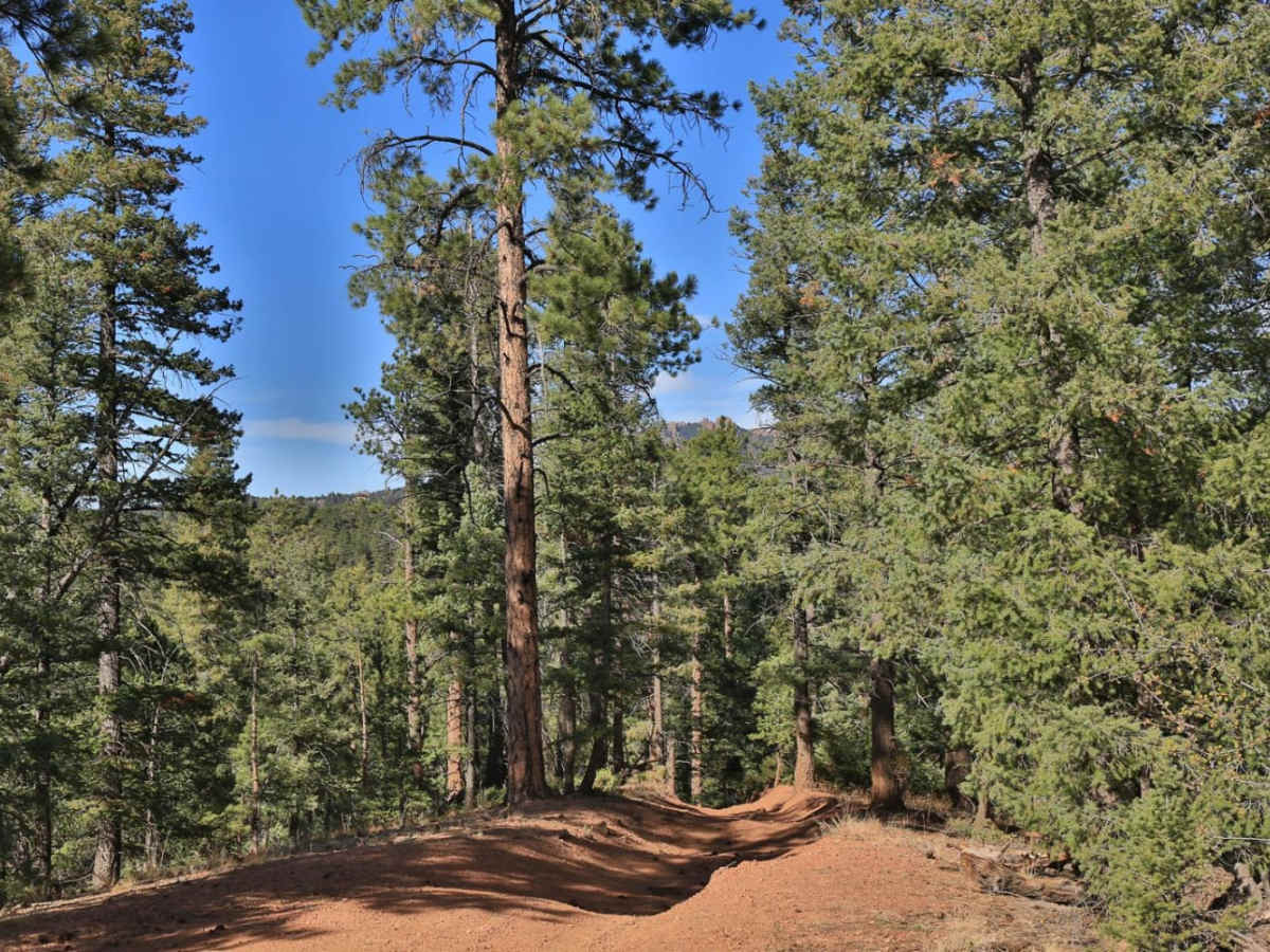 Long Hollow 50-inch Trail (FS 650) photo 5