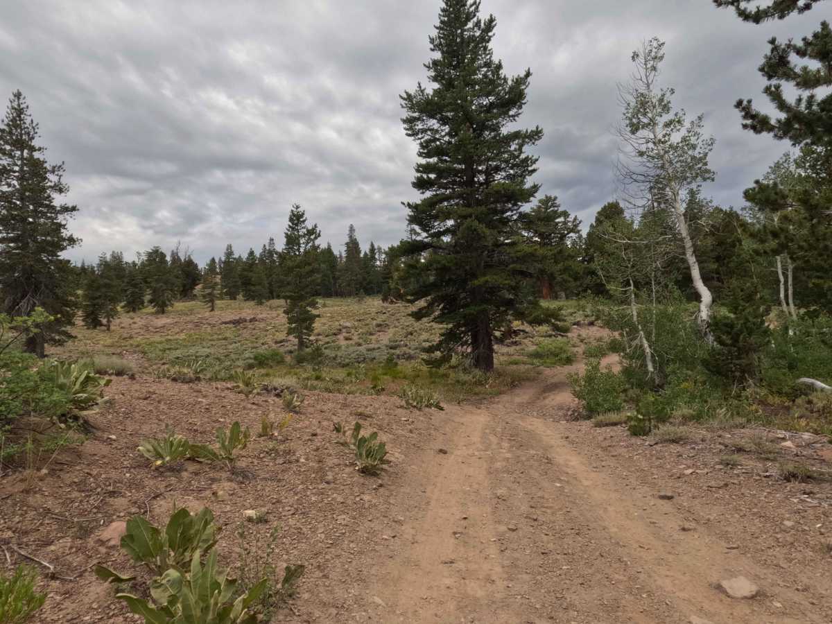 Lower Charity Road - FS 31206 photo 6