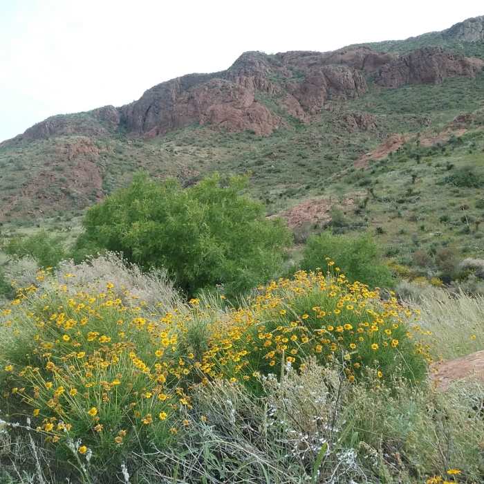 Near Agave Sidetrack