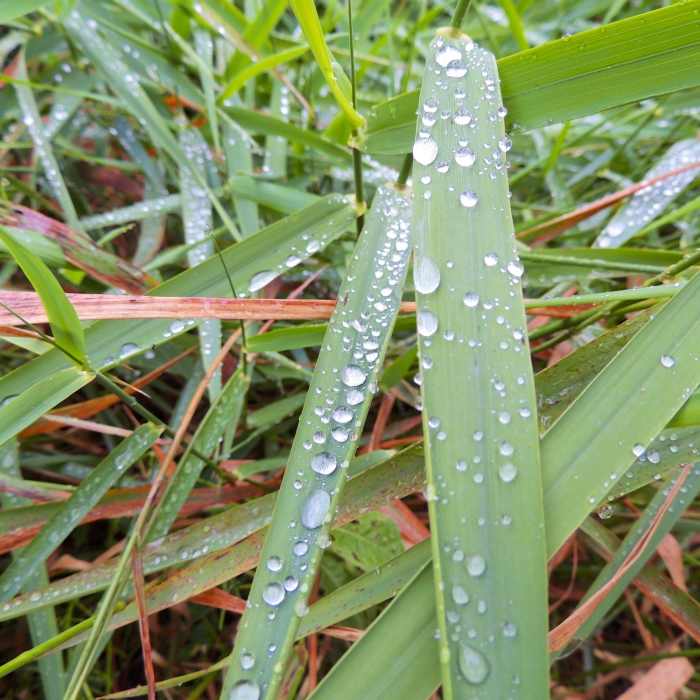 Near Tolleston Dunes Trail