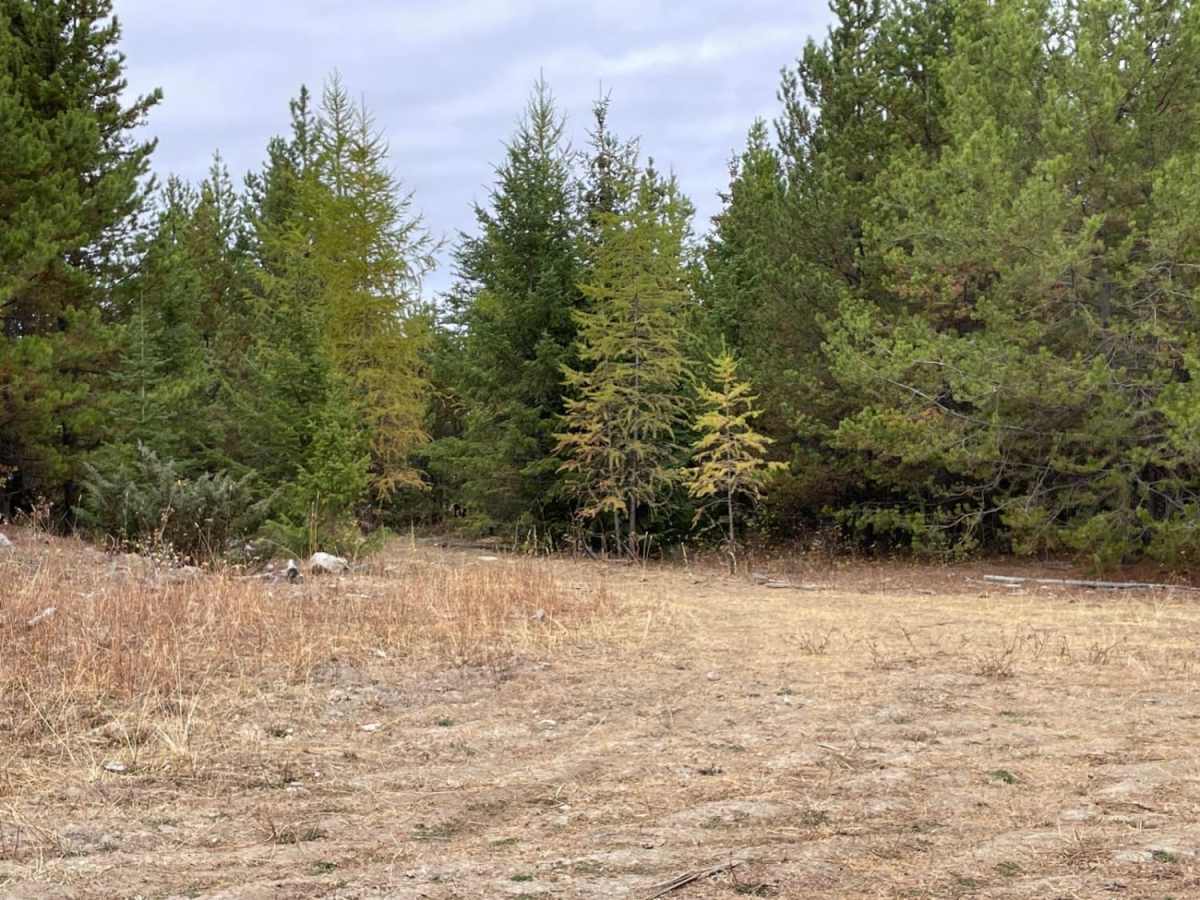 Lonely Trees photo 2
