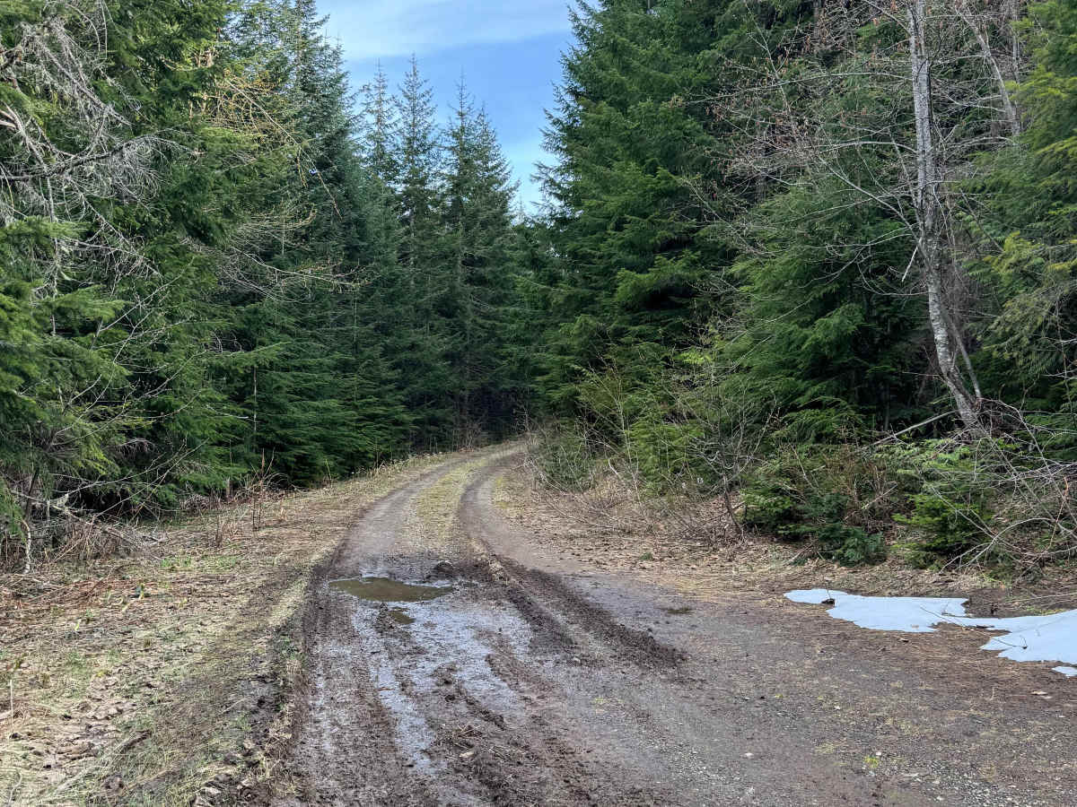 North Fork Tilton Road - FS 7300 photo 3