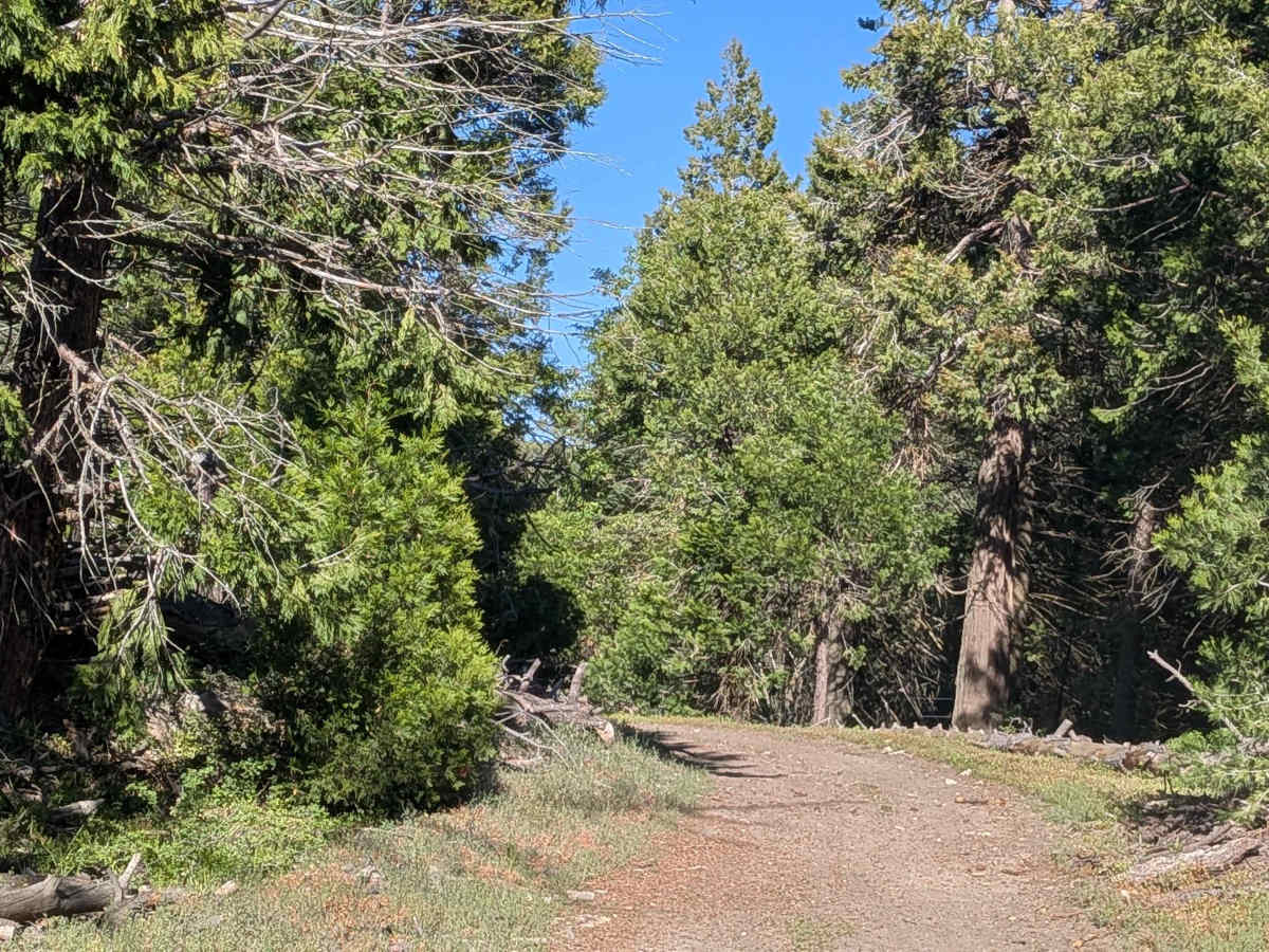 West Evans - FS 31E62 trail photo