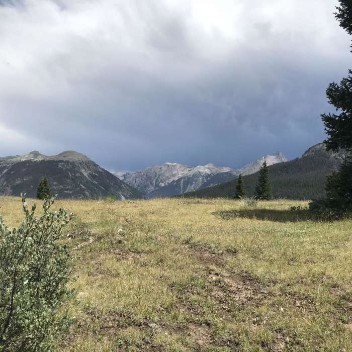 Near Molas Pass Trail #665