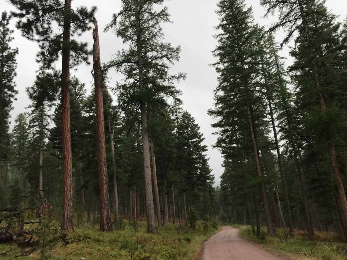 Larch Camp Road photo 2