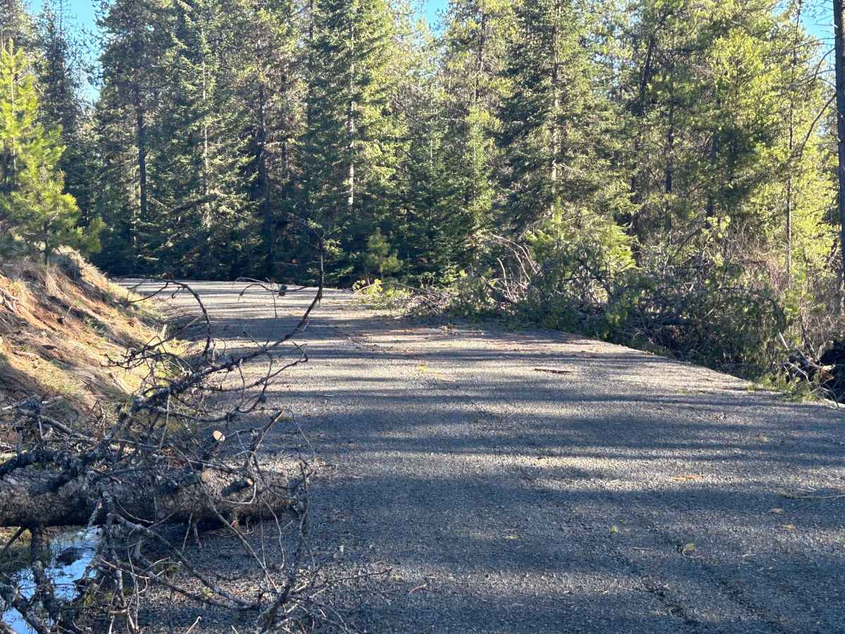 FS 381 Bypass trail photo