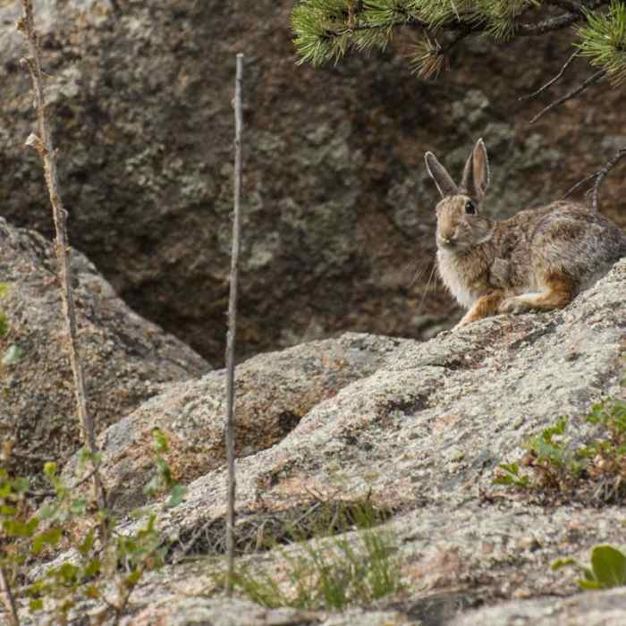 Near Gem Lake Hike via Lumpy Ridge Trailhead