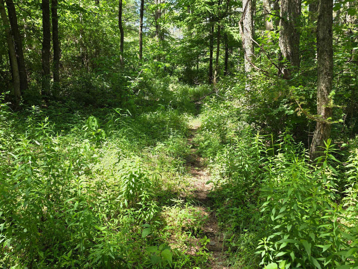 Single Track GG1 photo 3