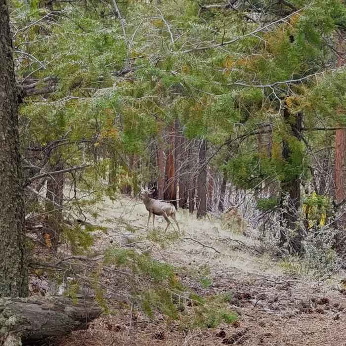 Near Ridge Trail #734