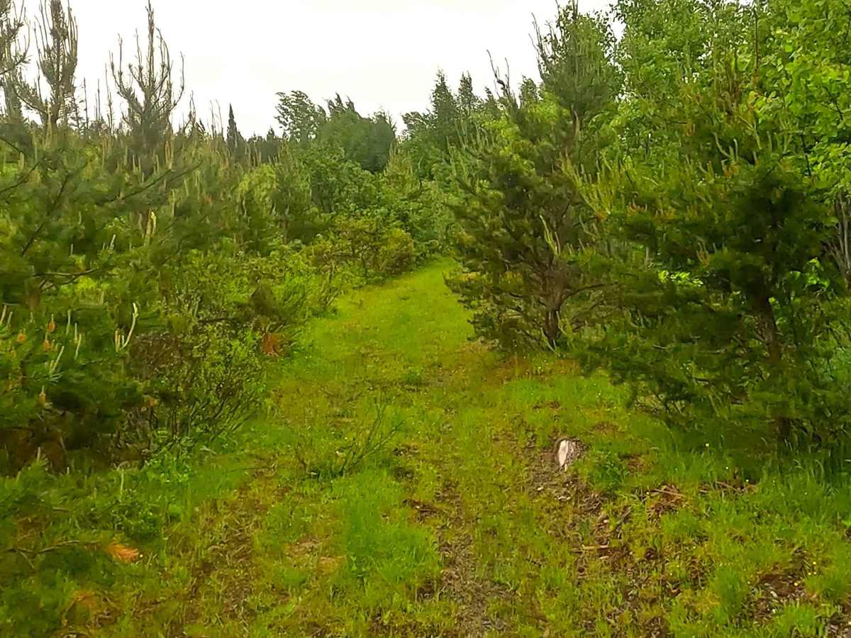 County Road LYU trail photo