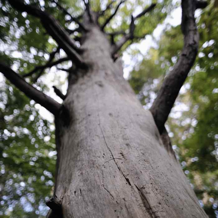 old tree Near Reedy Creek - Big Oak, Umbrella, and Dragonfly Loop