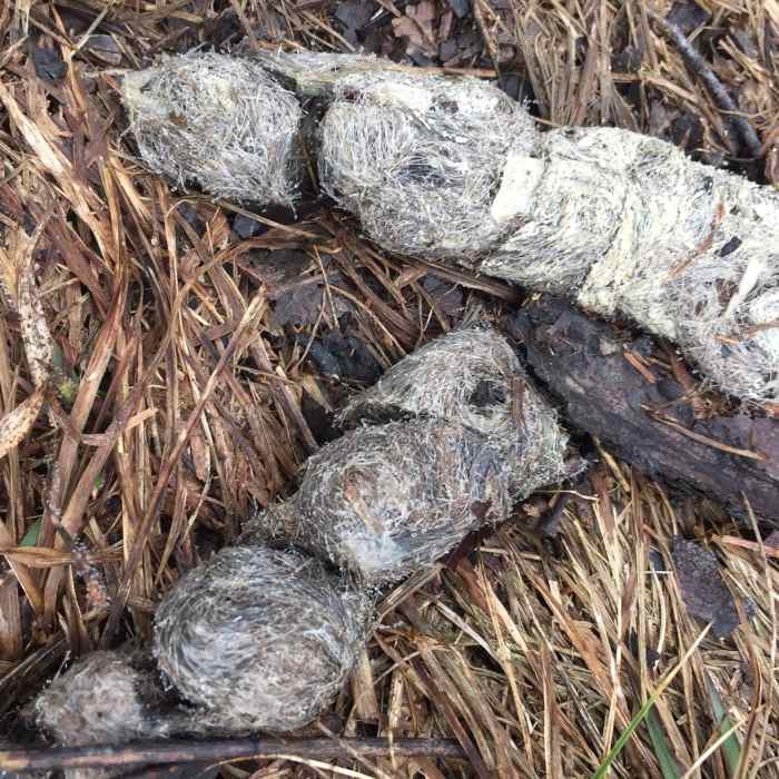 Near Mena Peak Trail