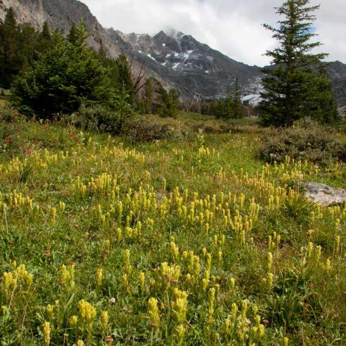 Near Fall Creek - Surprise Valley, Broad Canyon Divide