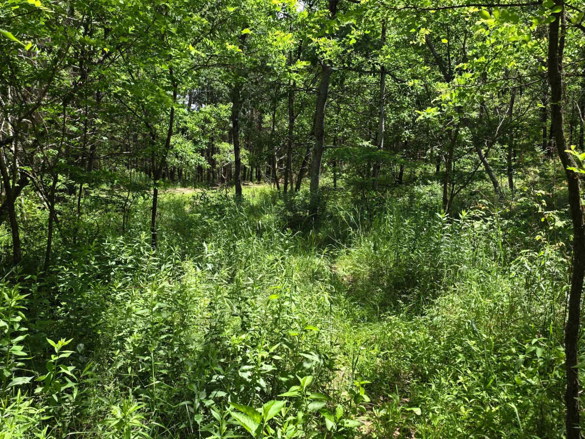 Single Track SS photo 4