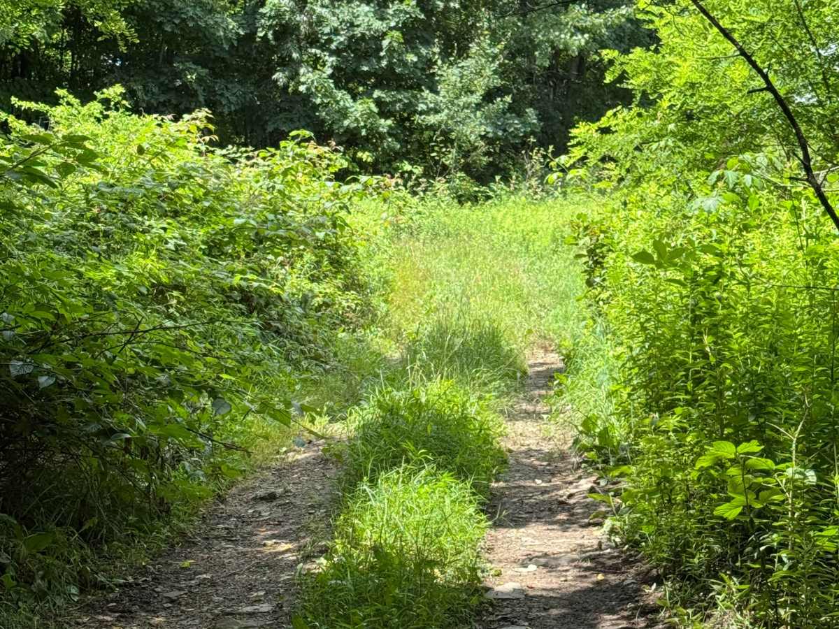 Trail 38 photo 3