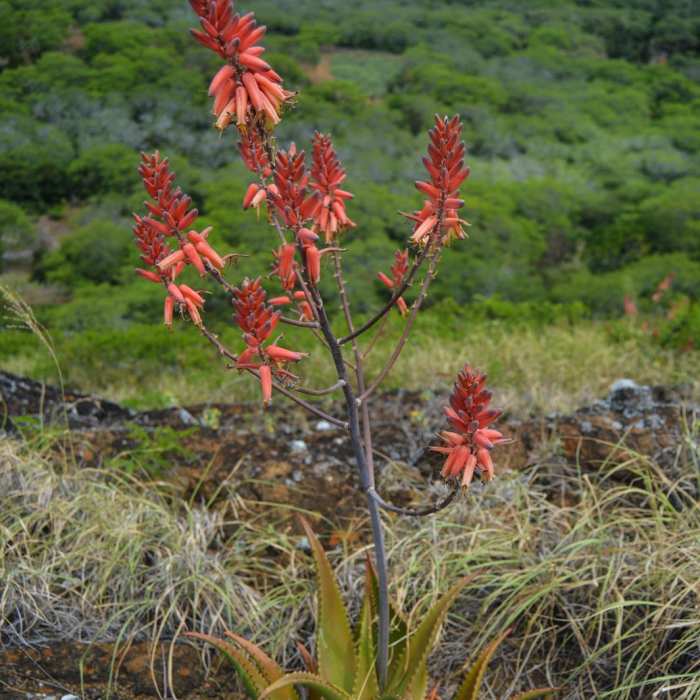 Near Koko Crater Rim Trail Near Koko Crater Rim Trail